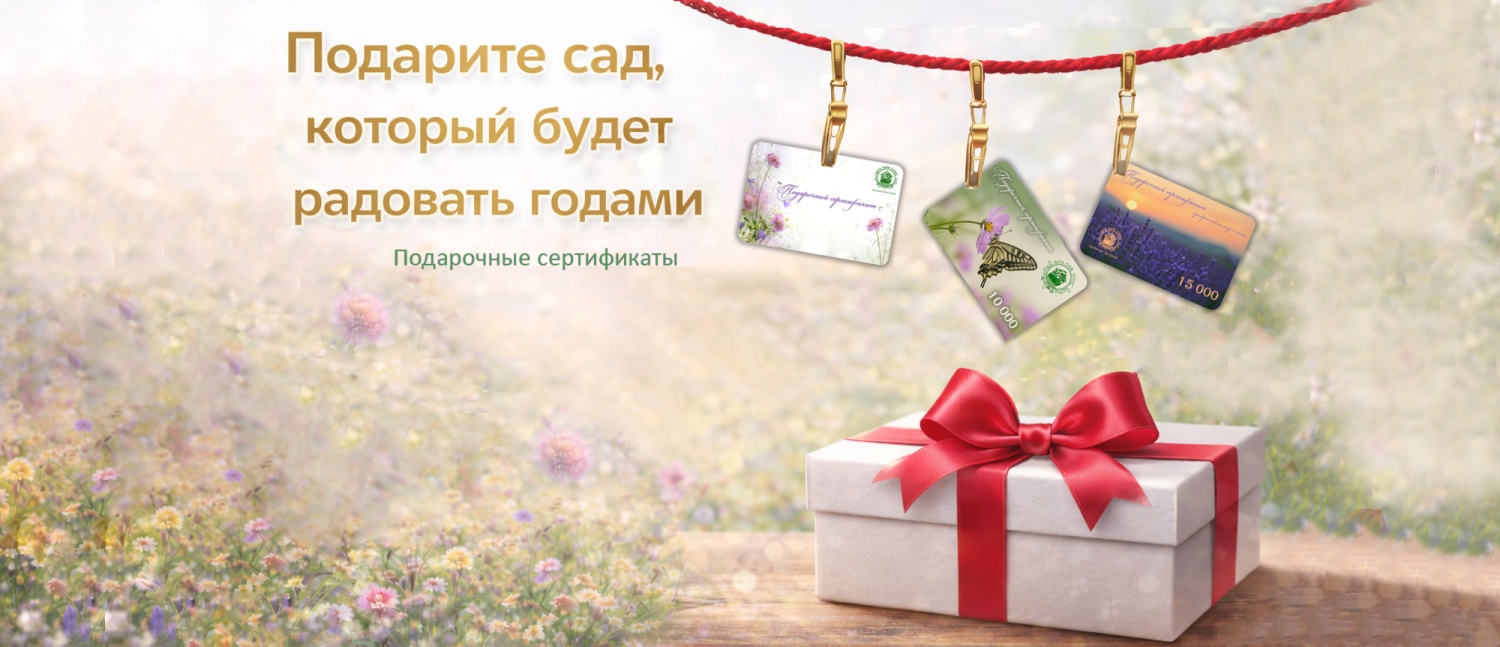 Подарочный сертификат